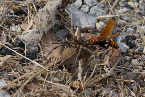 Réf. 270 404 : Cryptocheilus alternatus